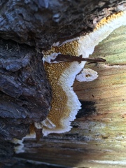 Serpulaceae