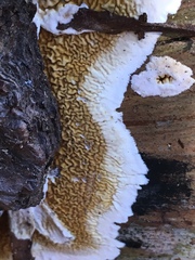 Serpulaceae
