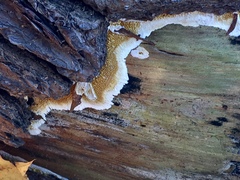 Serpulaceae