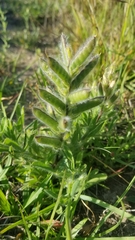 Lupinus bracteolaris
