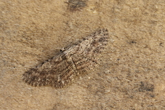 Odysia venusta