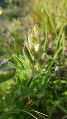Lupinus bracteolaris