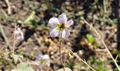 Kosteletzkya depressa