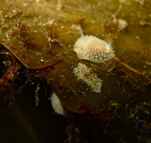 Onchidoris muricata