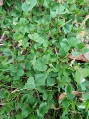 Trifolium repens