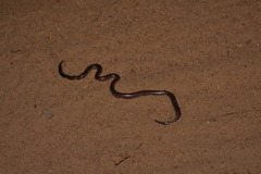 Rena humilis humilis