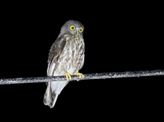 Ninox japonica
