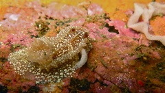 Goniodoris castanea