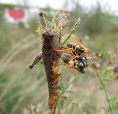 Entomophaga grylli