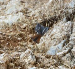 Phoenicurus ochruros