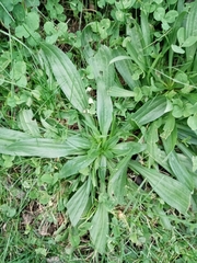 Plantago lanceolata