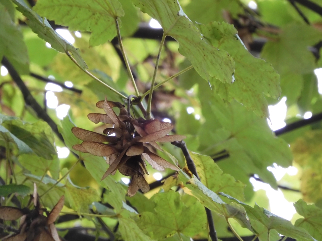 Acer sect. Acer