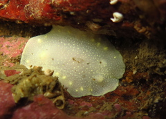 Cadlina laevis