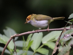 Abroscopus albogularis