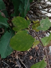 Celastrus orbiculatus