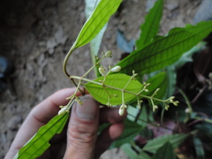 Miconia emendata