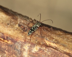 Placosternus difficilis