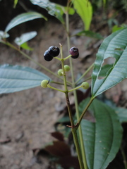 Miconia emendata