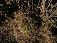 Gymnocalycium pugionacanthum