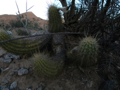 Trichocereus