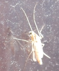 Chironomus crassicaudatus