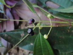 Miconia emendata
