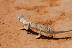 Chamaeleo laevigatus