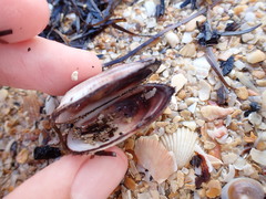 Barbatia novaezealandiae