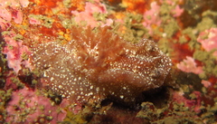 Goniodoris castanea