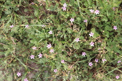 Erodium cicutarium dunense