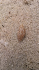 Columbella rusticoides