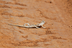 Chamaeleo laevigatus