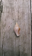 Columbella rusticoides