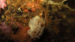 Goniodoris castanea