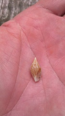 Columbella rusticoides