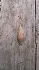 Columbella rusticoides