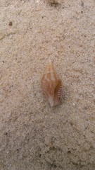 Columbella rusticoides