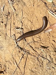 Narceus americanus