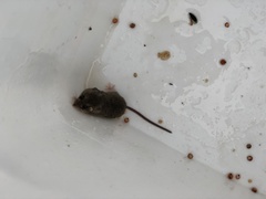 Reithrodontomys humulis