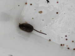 Reithrodontomys humulis