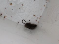 Reithrodontomys humulis