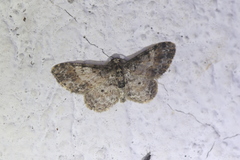 Physocleora minuta