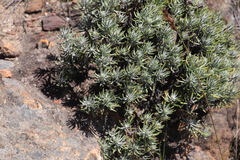 Hymenolepis