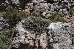 Oscularia caulescens