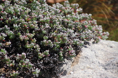 Oscularia caulescens