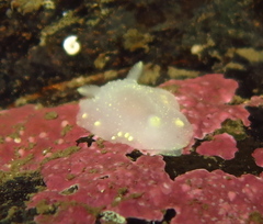 Cadlina laevis