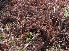 Pteridium aquilinum latiusculum