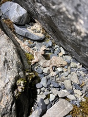 Woodworthia southern alps