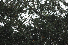 Baeolophus inornatus