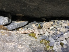 Woodworthia southern alps